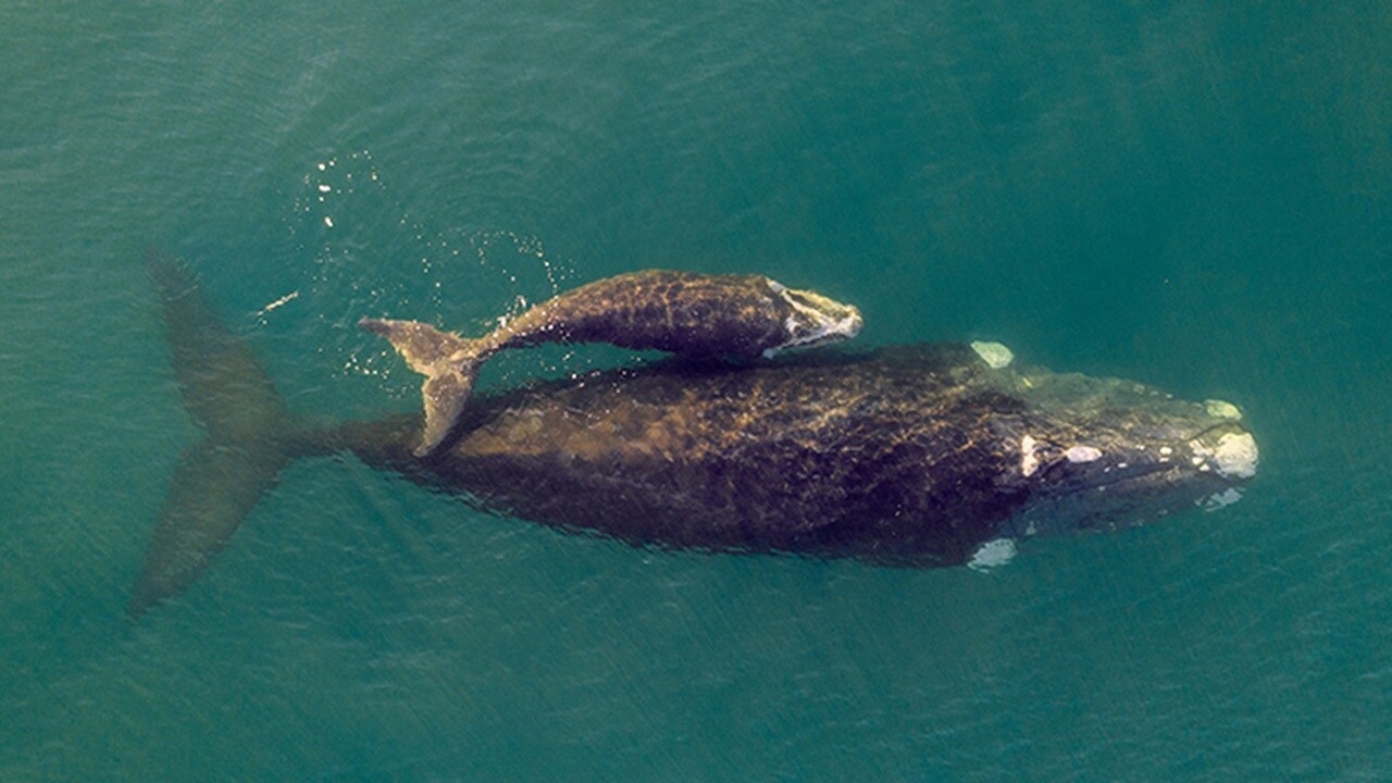 Whale and calf