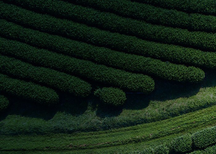 Green fields
