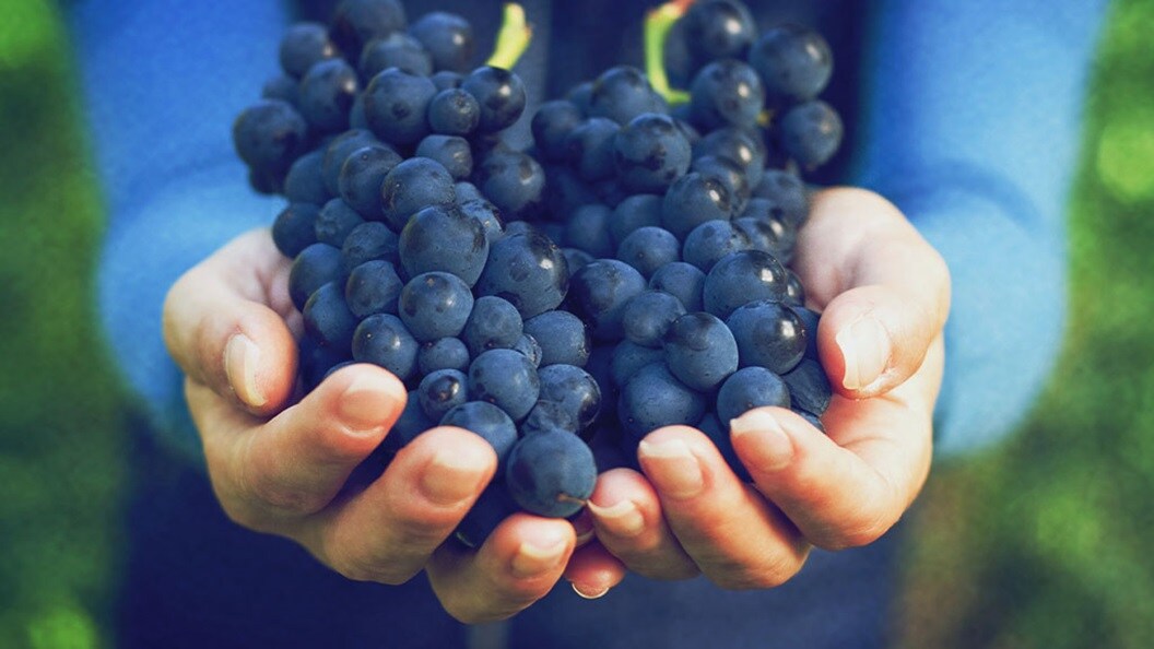 Primer plano de uvas en las manos