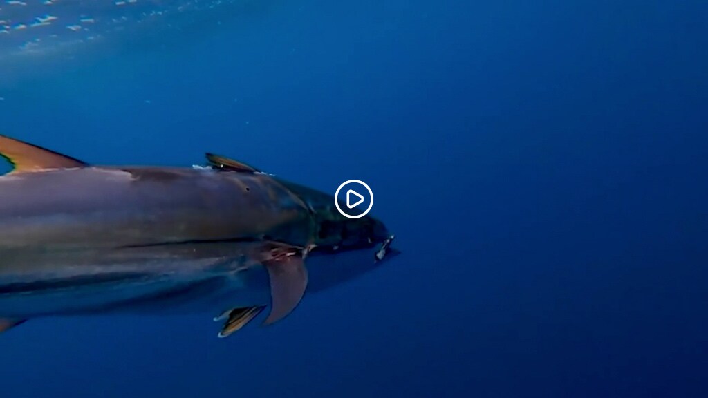 tuna banner