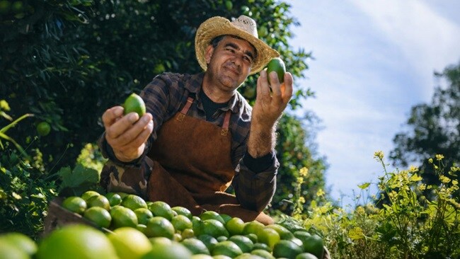 Latin American farmer harvests limes from orchard.