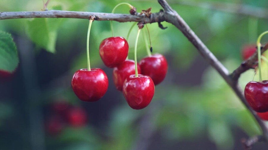 Close shot of cherries