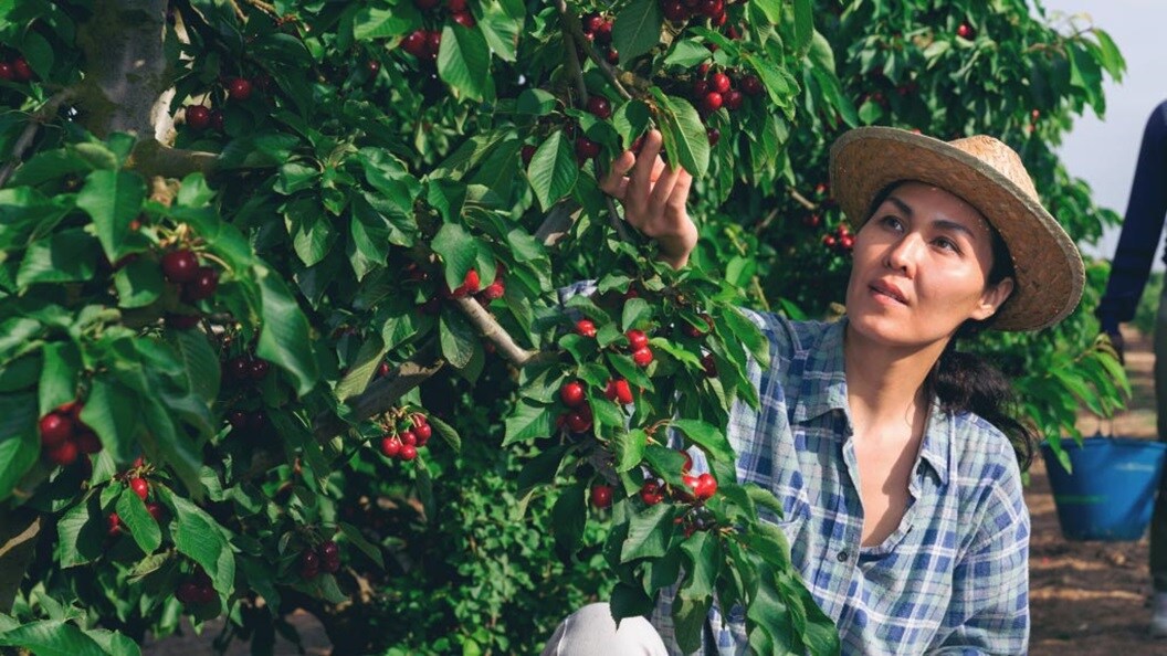 Person wearing a straw hat and plaid shirt picking cherries from a tree in an orchard