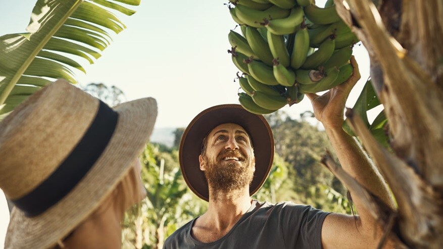 Good banana tree life