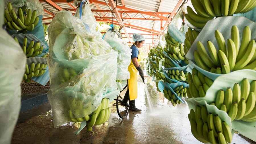 Woman cleaning banana floor