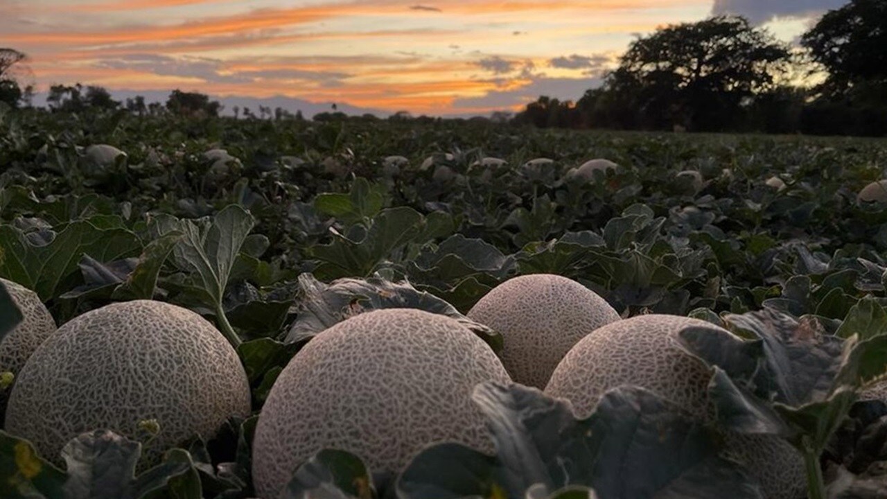 Detalhe de melões musk (cantaloupe) em uma fazenda.