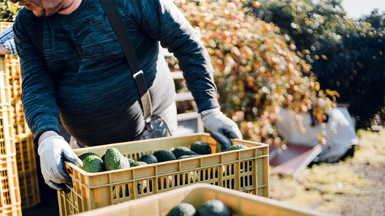 Kenyan Avocado exporters set for seamless peak season with Maersk's Cold Chain Logistics