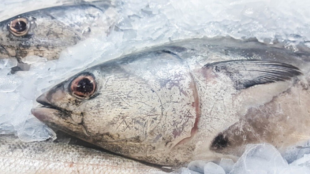 conteneur super freezer