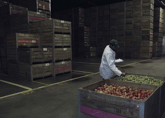 Travailleur examinant des fruits prérefroidis dans une installation d’entreposage frigorifique à Durban.