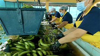 banana harvesting