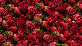 flower show